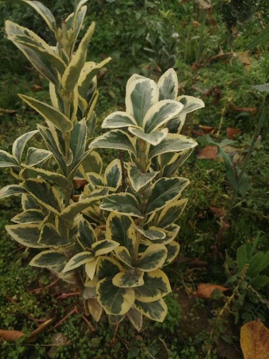 Брисклит 80000 сум