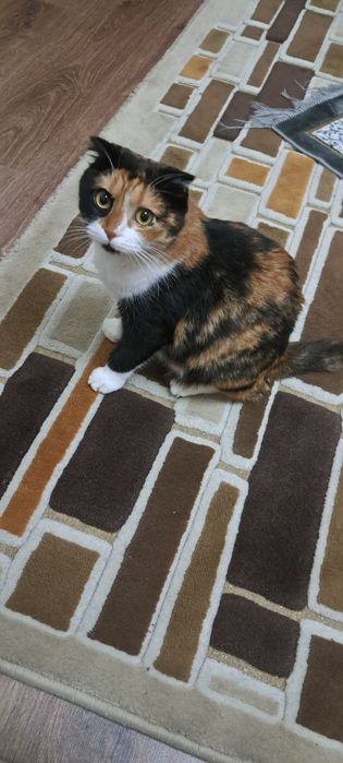 Мушук боласи сотилади