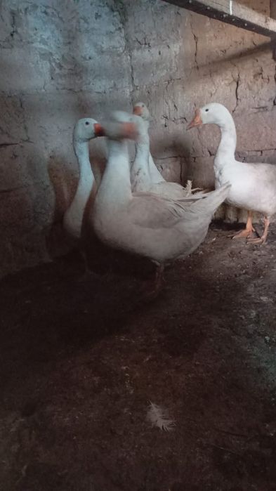 Продам гусей гуси