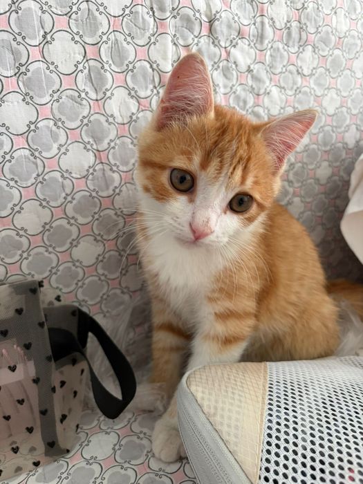 Бесплатно Срочно отдадим котенка