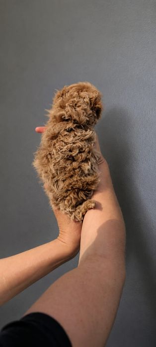 Предлагаю мальтипу Ф1