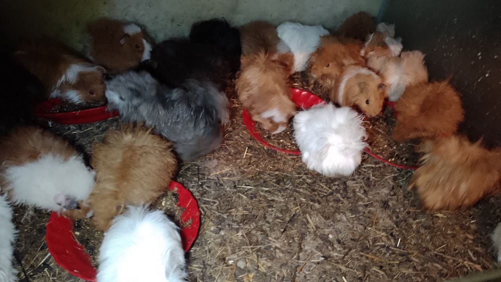 Porcușor, porcușori de Guineea , hamsteri sirieni și siberieni.