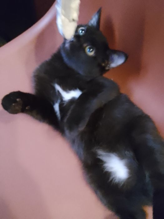 Котята милые, ласковые!