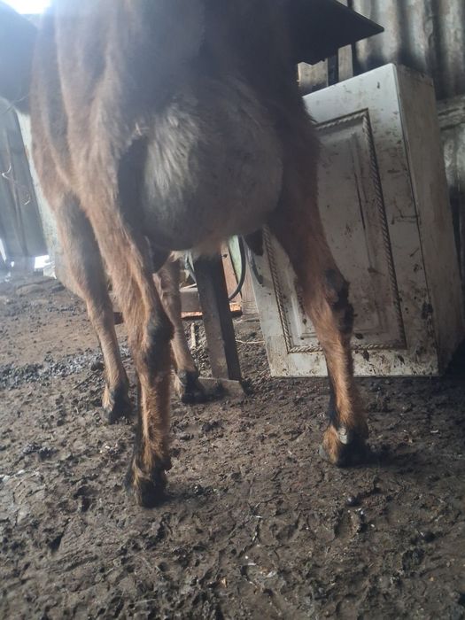 Срочно продам козу