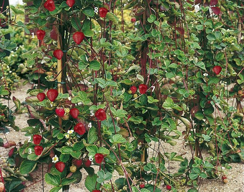 Capsuni Urcatori (Rosi )