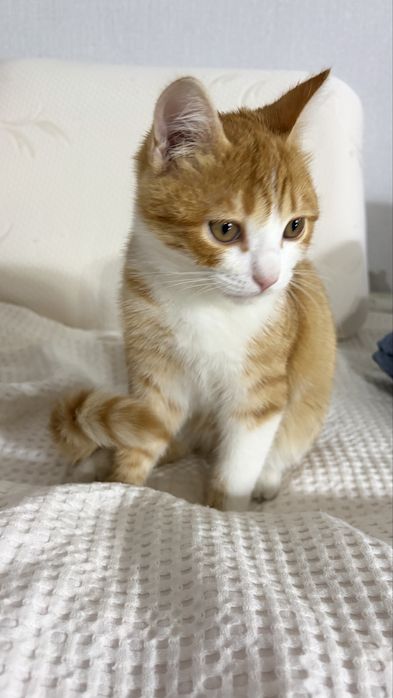 Котенок бесплатно