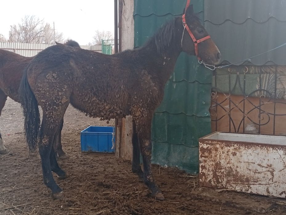 Сатылады семыз тай