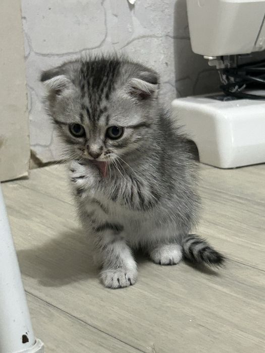 Продам котенка девочку
