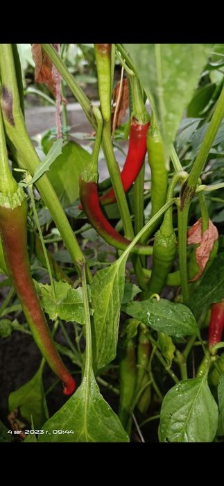 Продам острый перец