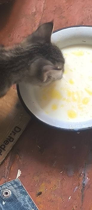Миловидные кошки