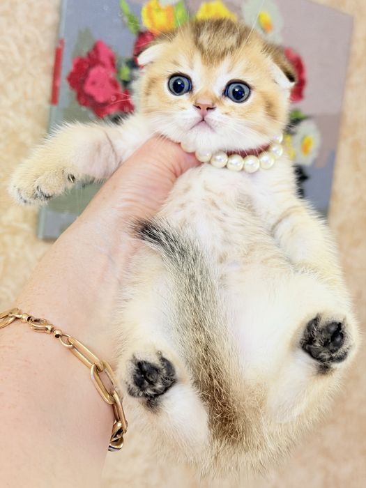 Котята от правильной вязки
