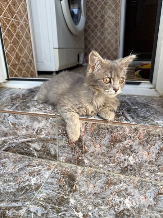 Отдам бесплатно красивого котенка!