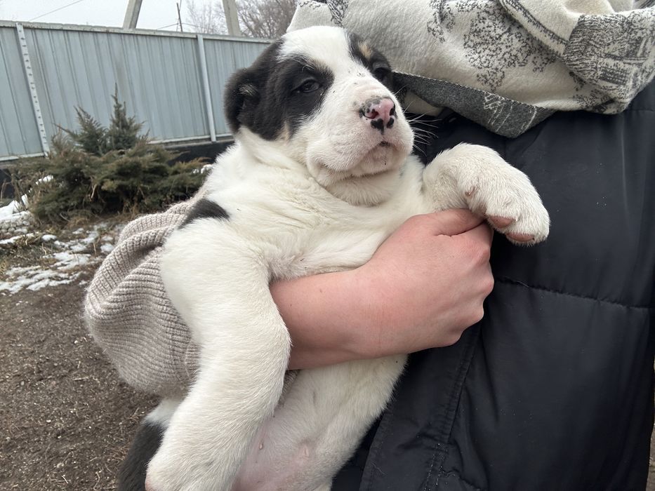 щенки алабая в продаже