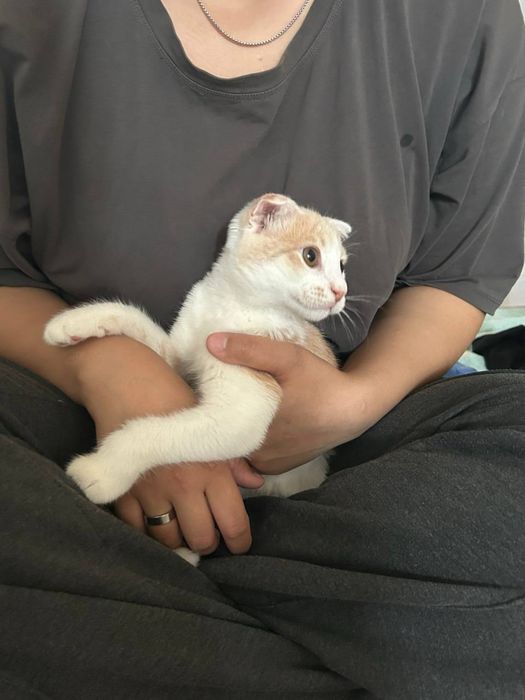 Котенок в добрые руки