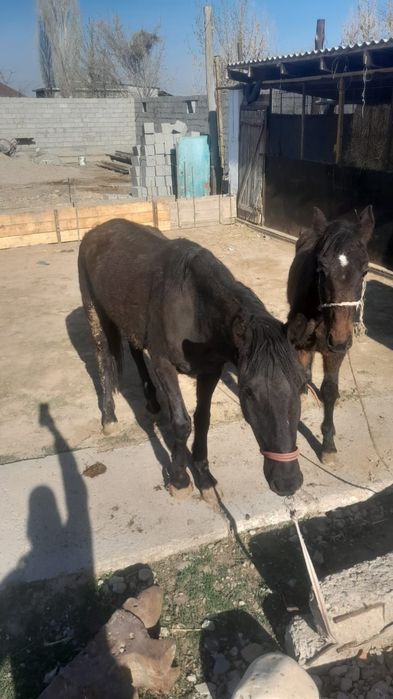 Бие жабағысымен сатылады