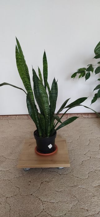 Vând ficus Benjamin și cactus Ephifilium