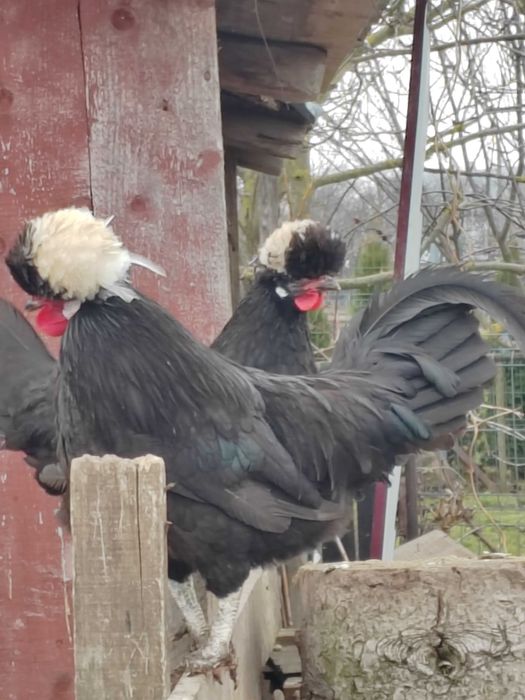 Motate olandeze cocosi