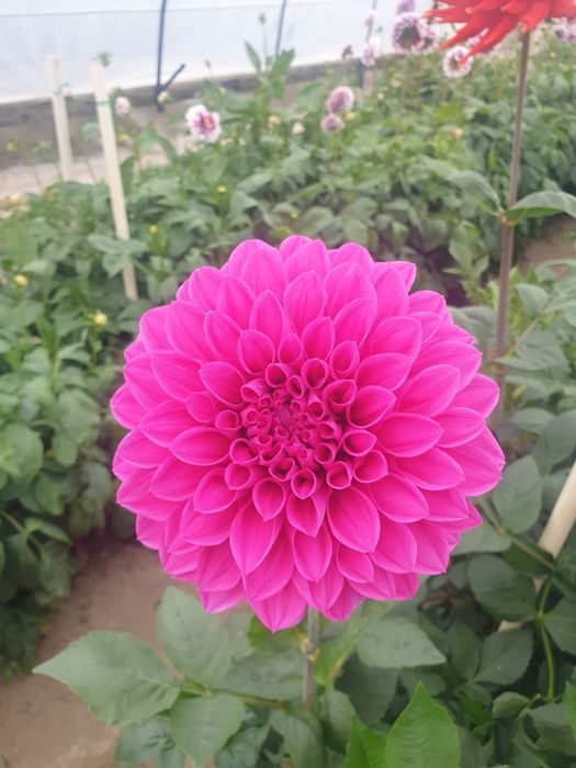 Bulbi de dalii /radacini