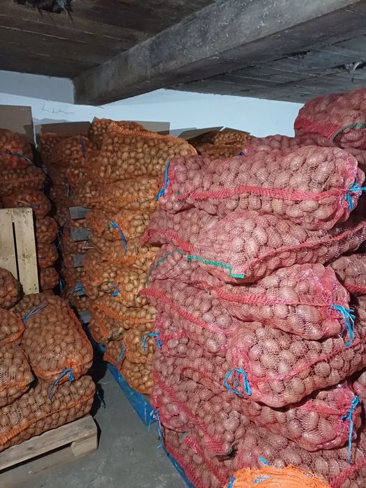 Vând sămânță cartofi