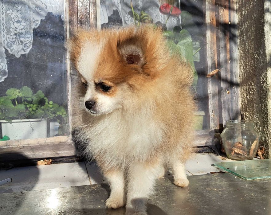 Уникално женско померанче