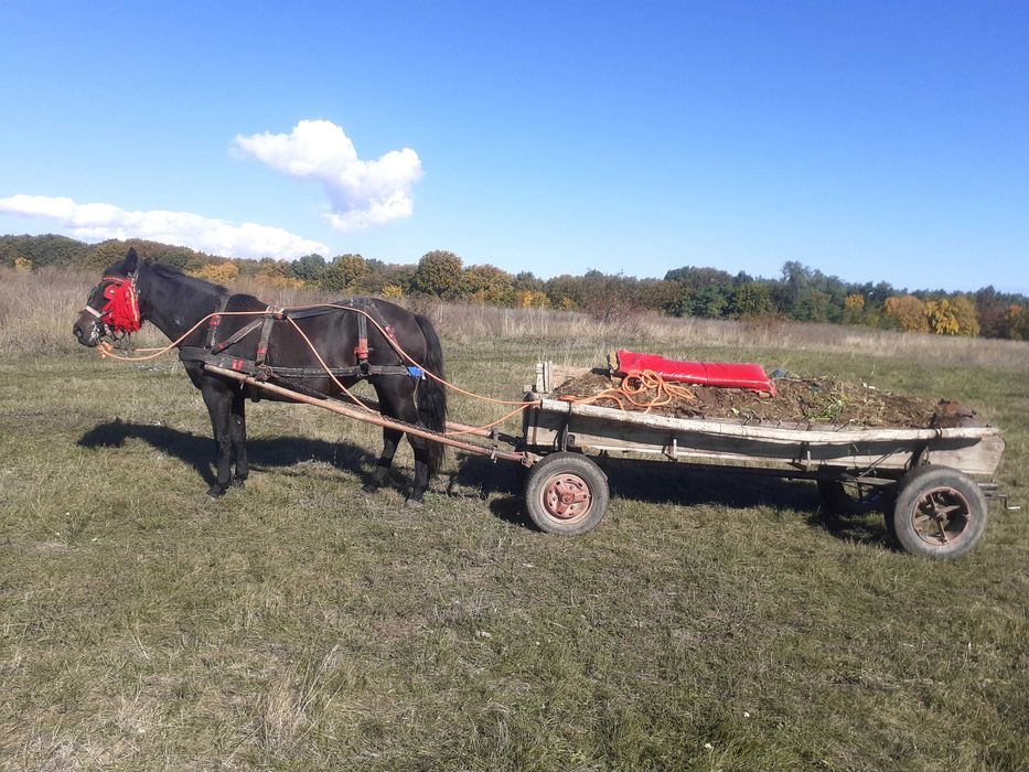 Vând Iapă Înhămată