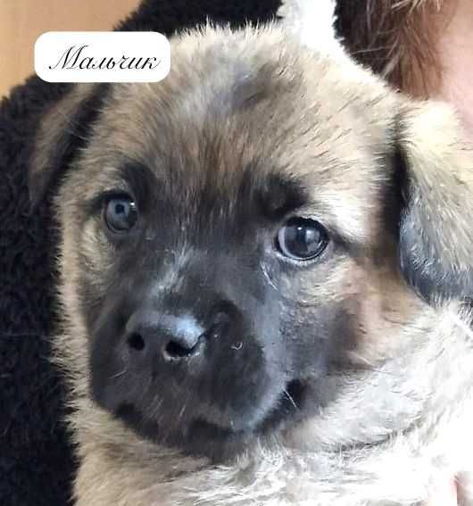 отдам щенков овчаренков в хорошие руки