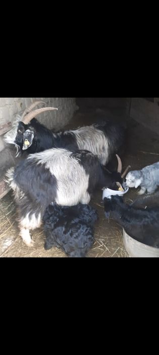 2 лақты ешкі сатылады, егіз лақтарыменн.