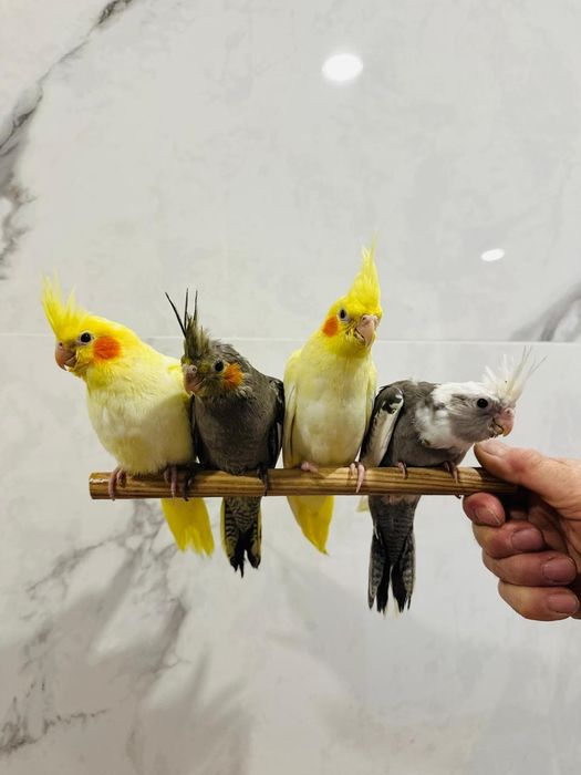 Ручные попугаи молодые кореллы