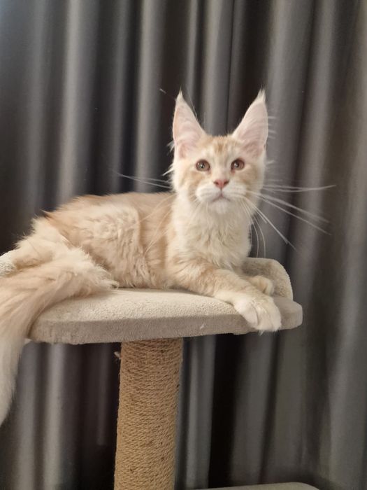 Чистокровные  супер Мейн Куны! Срочно !