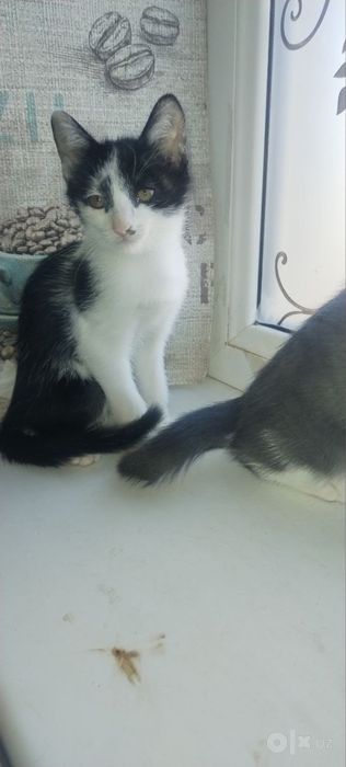 Котенок самка нашар пышык