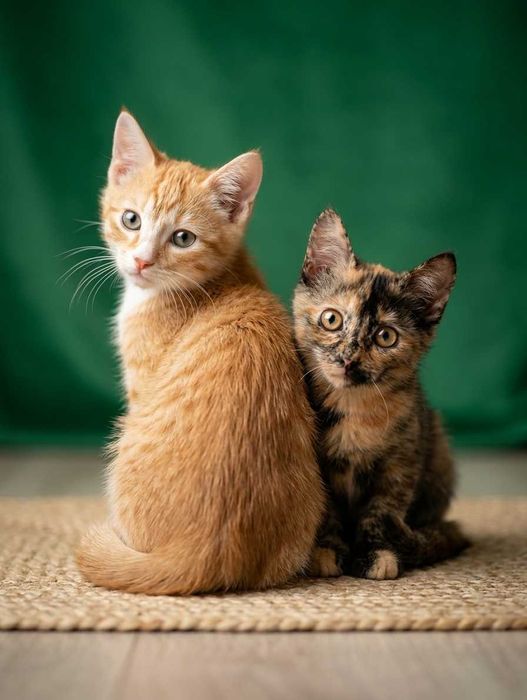 Ласковый котенок | Mehribon mushukcha | Sweet kitten