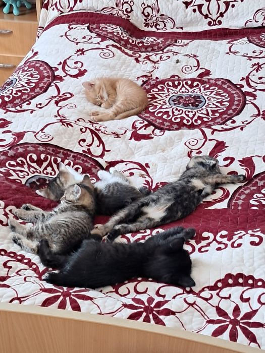 Котята курильский бобтейл( метис)