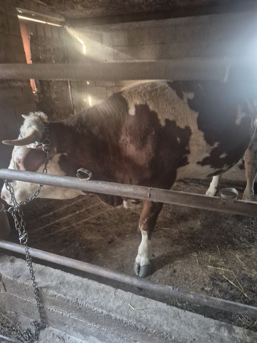 Vand vitea baltata romaneasca de 2 ani, gestanta in 6 luni