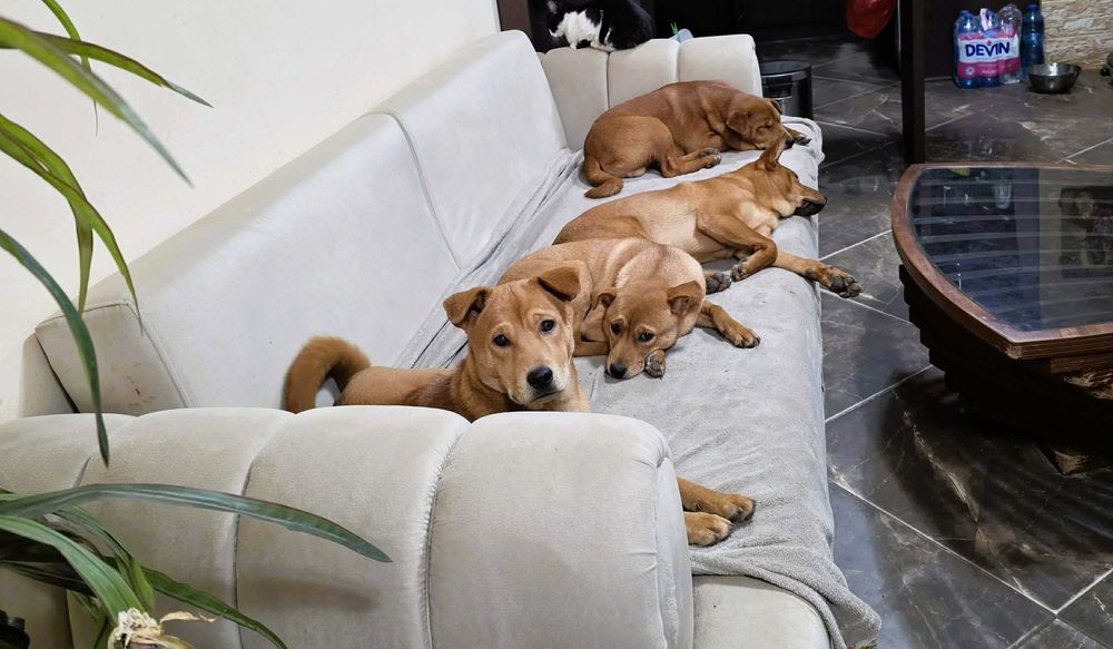 Продавам кученца Shiba Inu