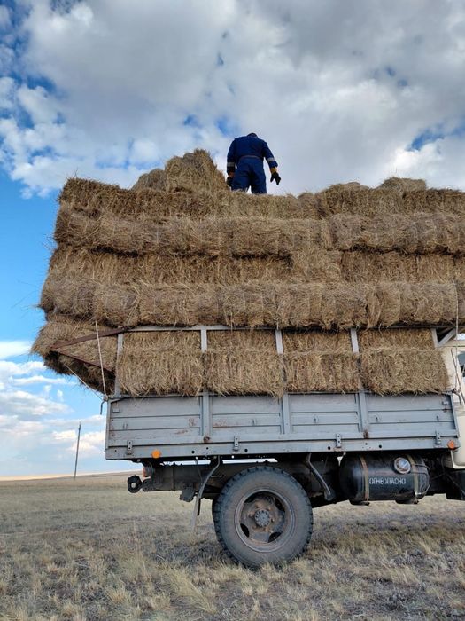 Продам сена шөп сатамын көк шөп