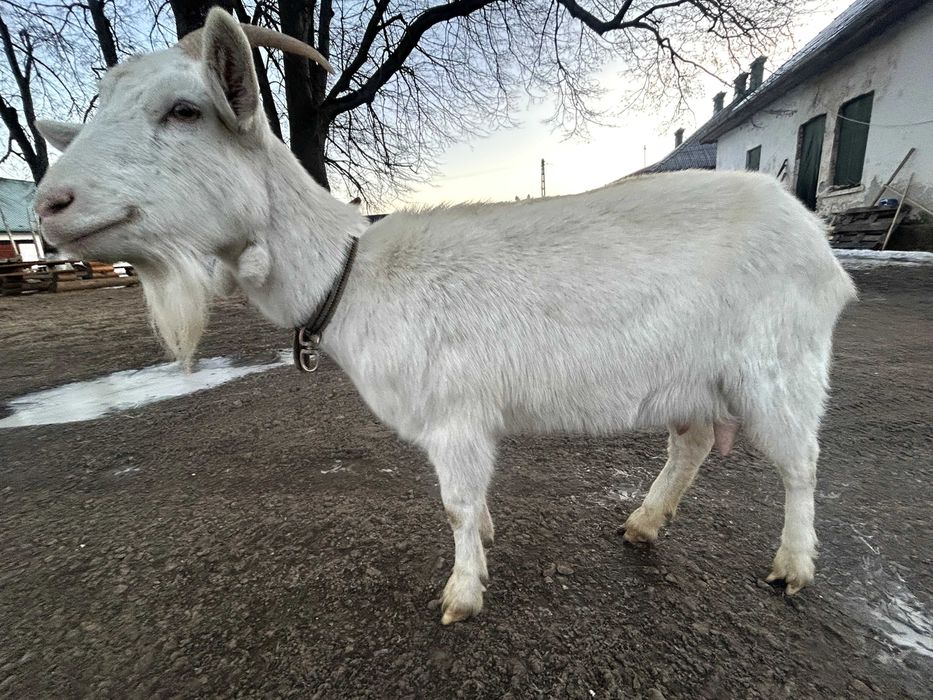 Capră rasa  Saanen