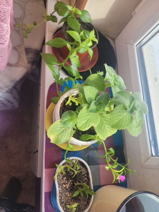 Комнатные цветы разные