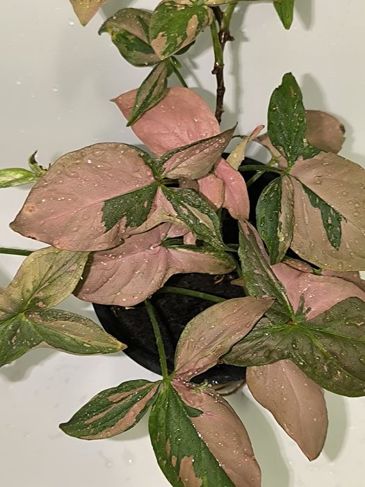 Цветы в горшках комнатные