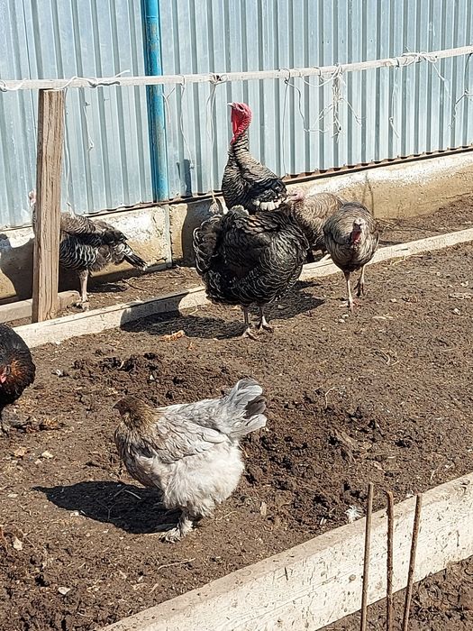 Продам плафон уличныйи индюка