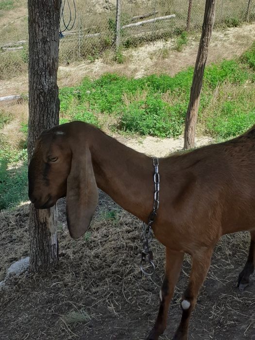 Capre anglonubian de vânzare