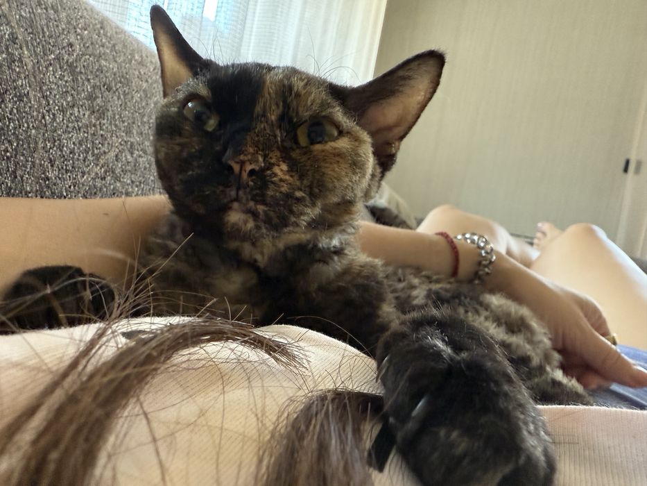 Котка,  devon rex