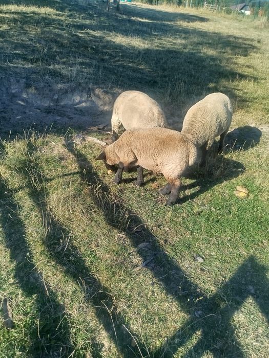 Vand o oaie cu miel sulfok
