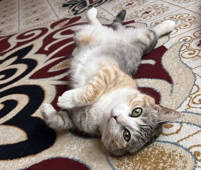 Кошку в добрые руки