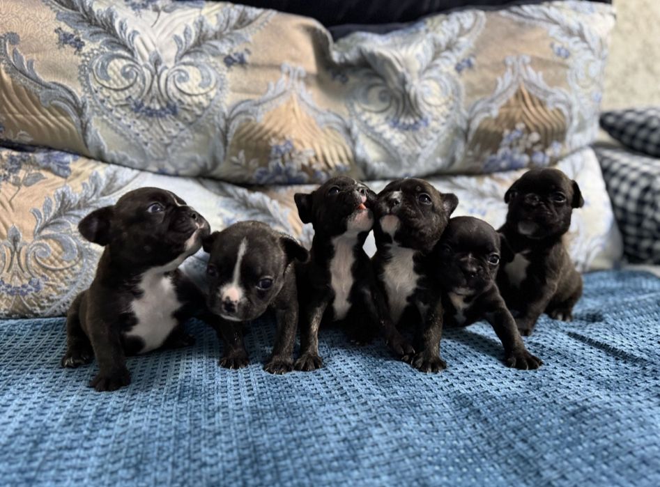 Французский бульдог ищет подругу