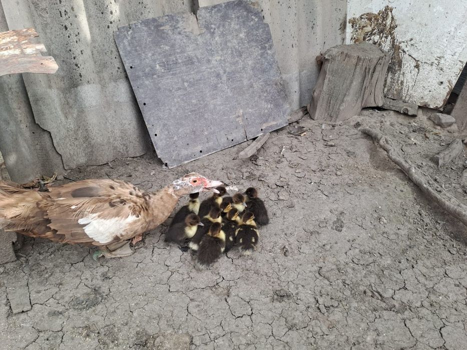 Продам уток и цеплят