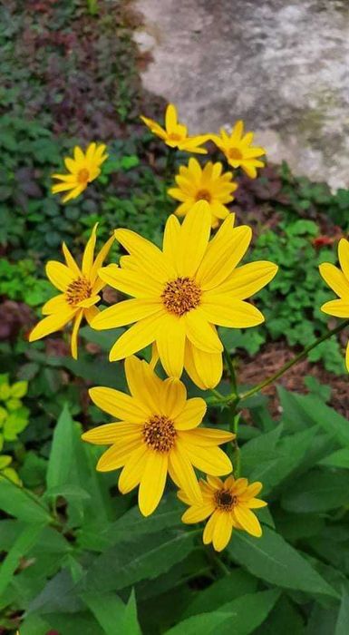 Български многогодишни цветя, 1лв брой