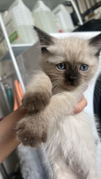 Отдаем бесплатно умненьких ласковых котят