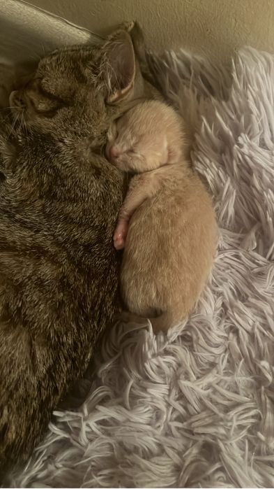 Котята от британца