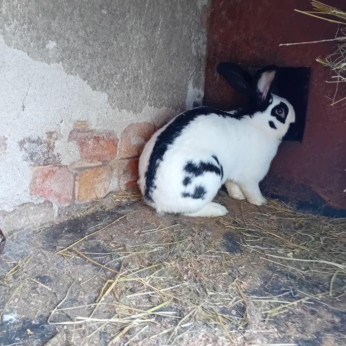 Vînd o iepuroaică fluture german