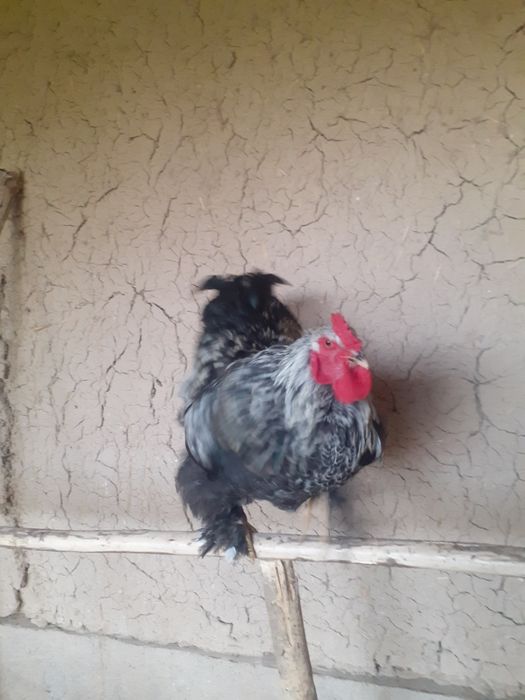 Светли брама хурозлари сотилади.